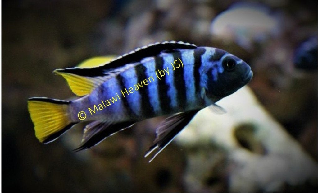 Pseudotropheus Elongatus Malawi Cichliden (Mbuna), Dieren en Toebehoren, Vis, Zoetwatervis, Schoolvis