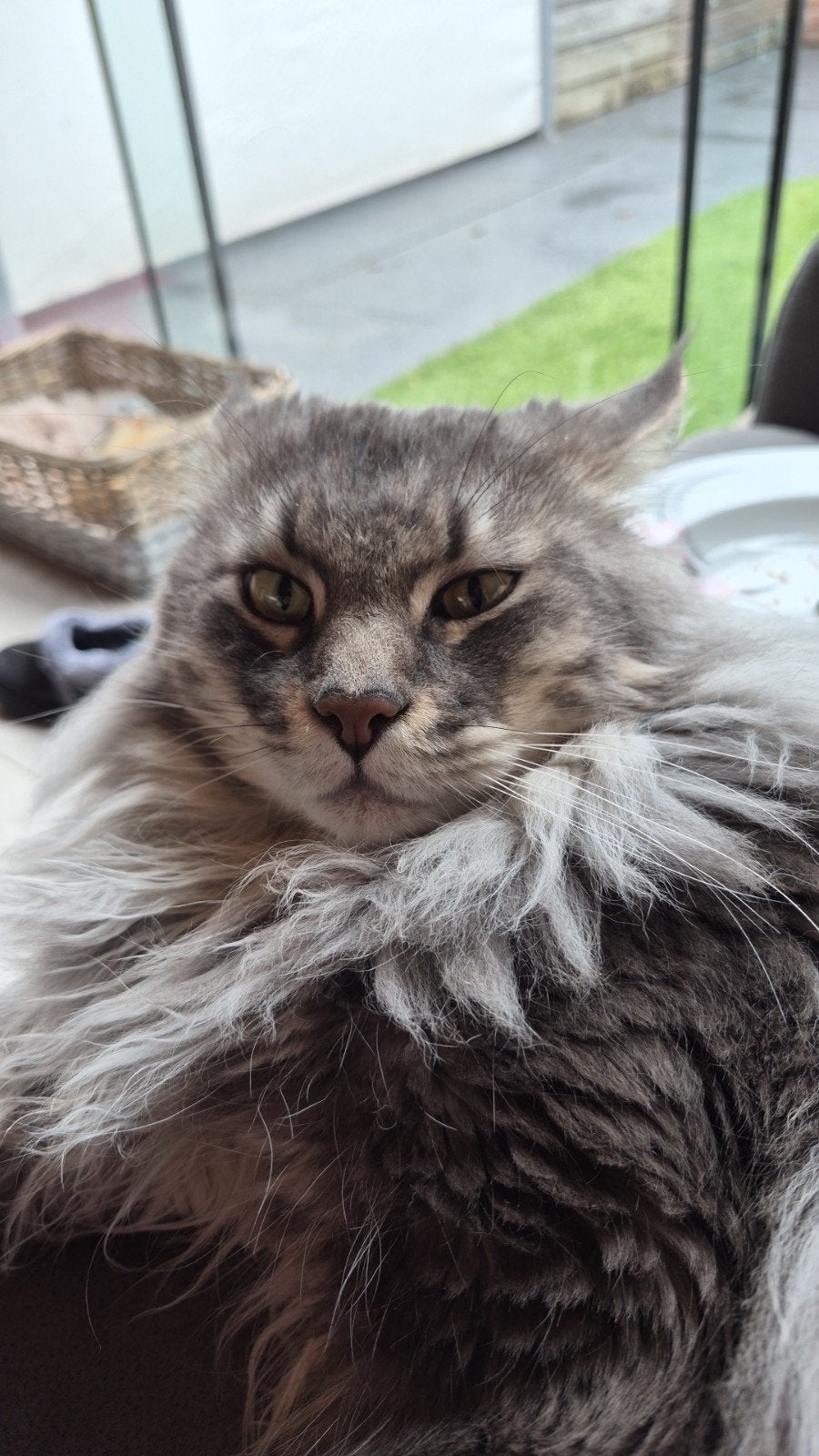Lieve dek kater