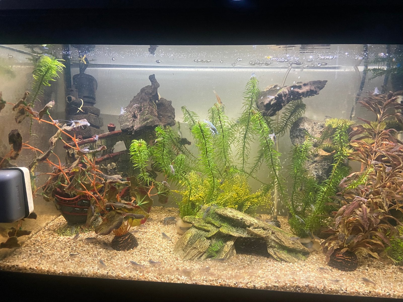 Blauwe Florida Kreeftjes, Dieren en Toebehoren, Vissen | Aquariumvissen, Kreeft, Krab of Garnaal, Zoetwatervis
