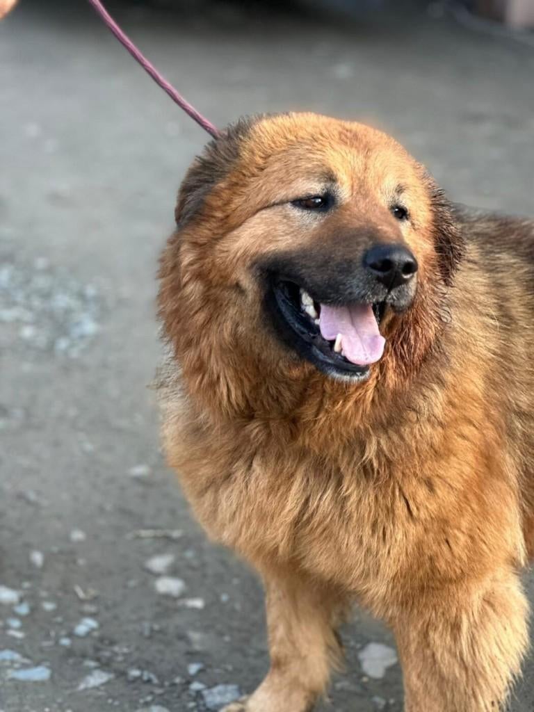 AIN: Kiva, Handelaar, Buitenland, Teef, Parvo