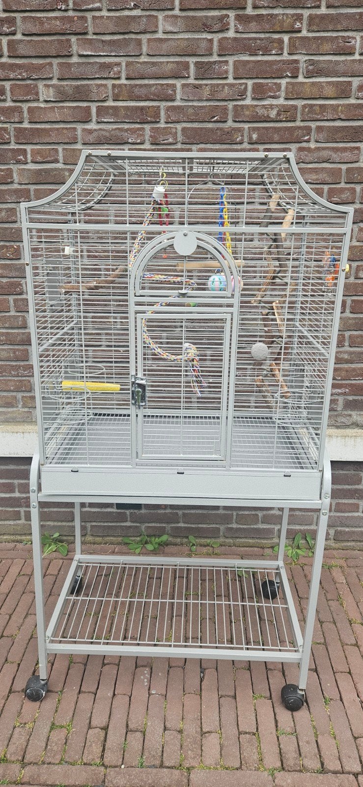 Montana kooi parkieten, Dieren en Toebehoren, Mannelijk, Parkiet