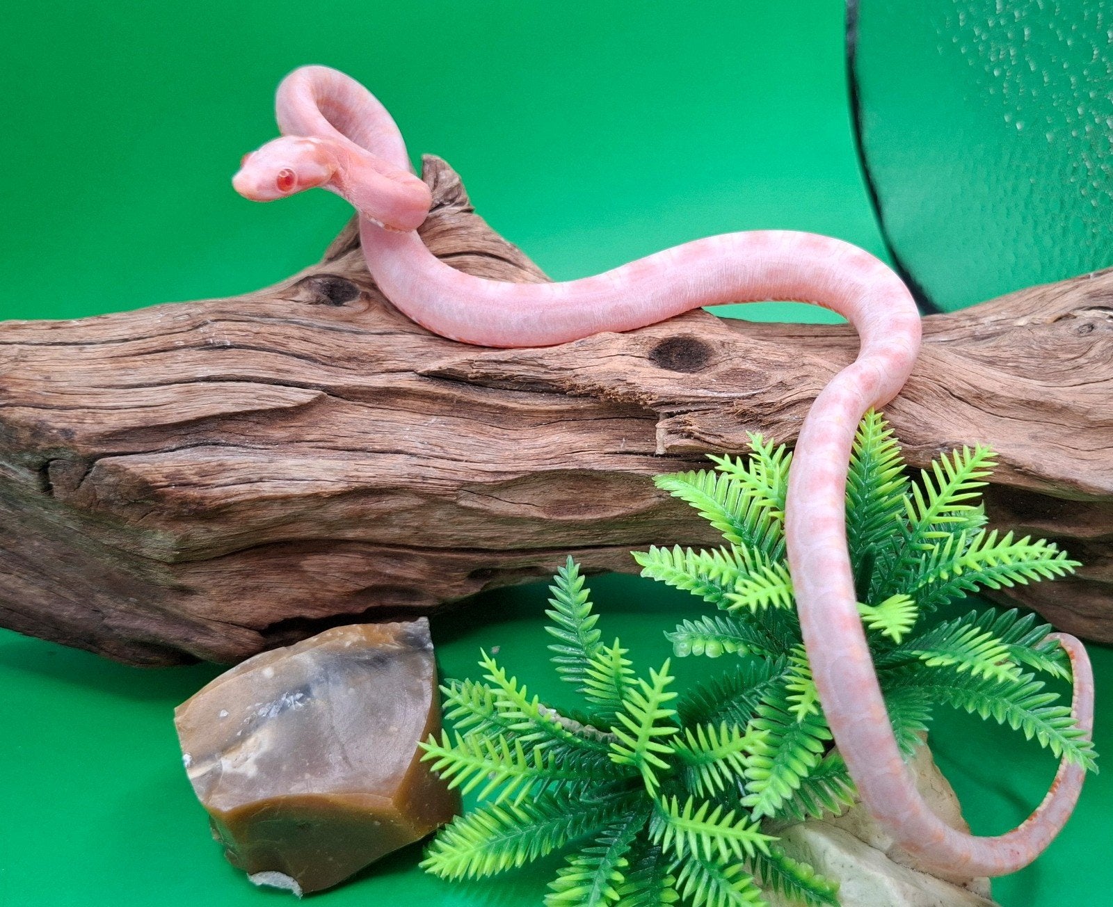 pantherophis guttatus 0.1 amel scaleless 100% het motley Corn Snake photo 2