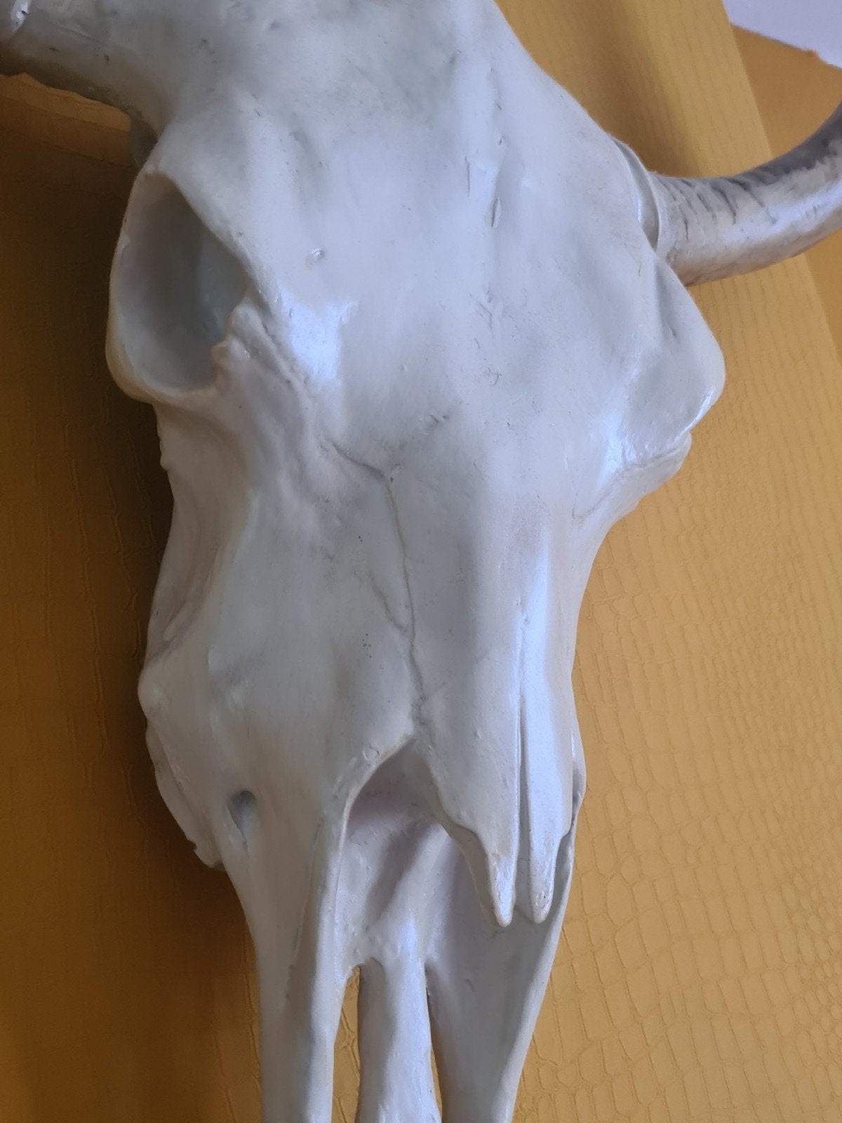 western longhorn schedel koeienschedel skull, Ophalen of Verzenden, Zo goed als nieuw