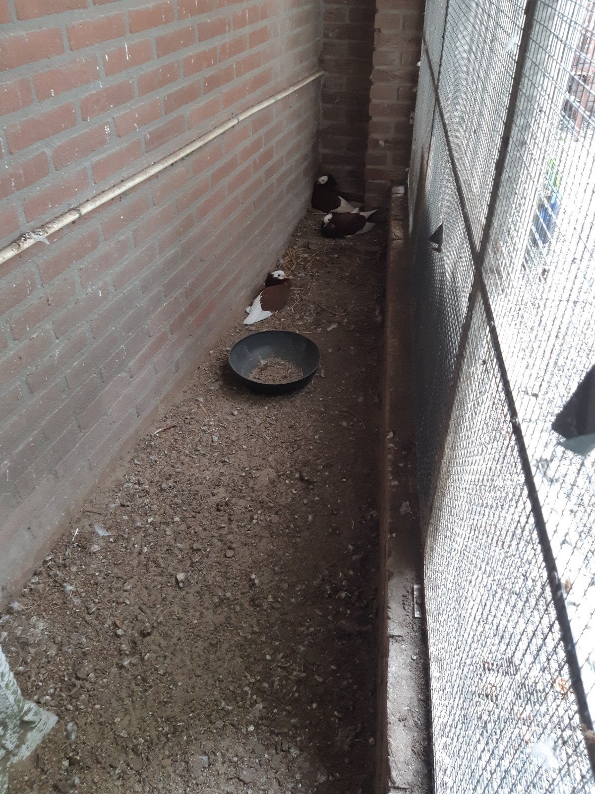 2 jonge cappuceine-duiven te koop, Meerdere dieren, Kip