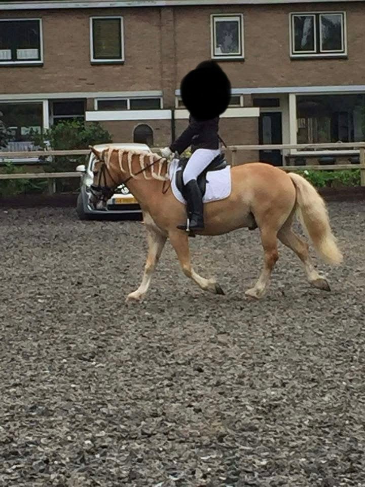 kN-Dressuurzadel Karl Niedersüss met anatomisch singel, Ophalen, Dressuur