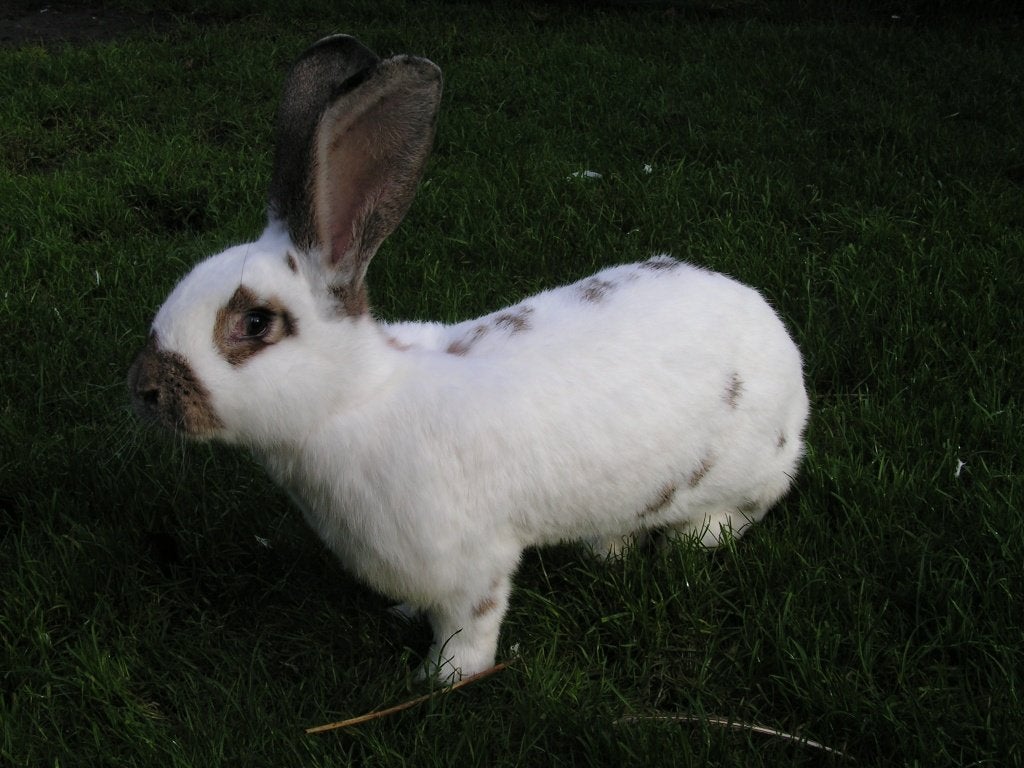 Lotharinger | Mooie konijnen | Lieve dieren | Passend advies, Dieren en Toebehoren, Konijnen, Meerdere dieren, Groot, 0 tot 2 jaar