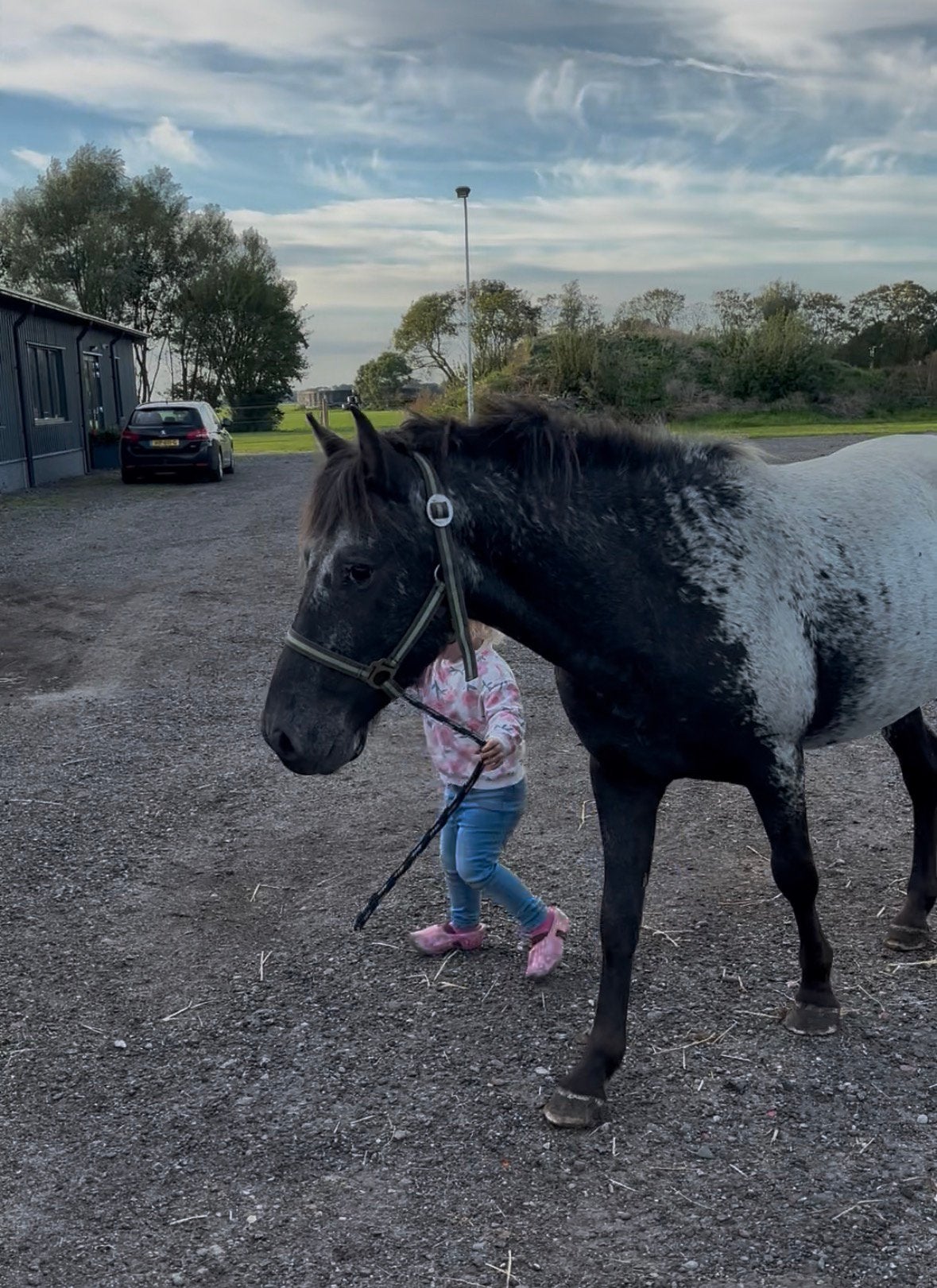 3 jarige kinderpony, Dieren en Toebehoren, Niet van toepassing, Gechipt, Hengst, 3 tot 6 jaar