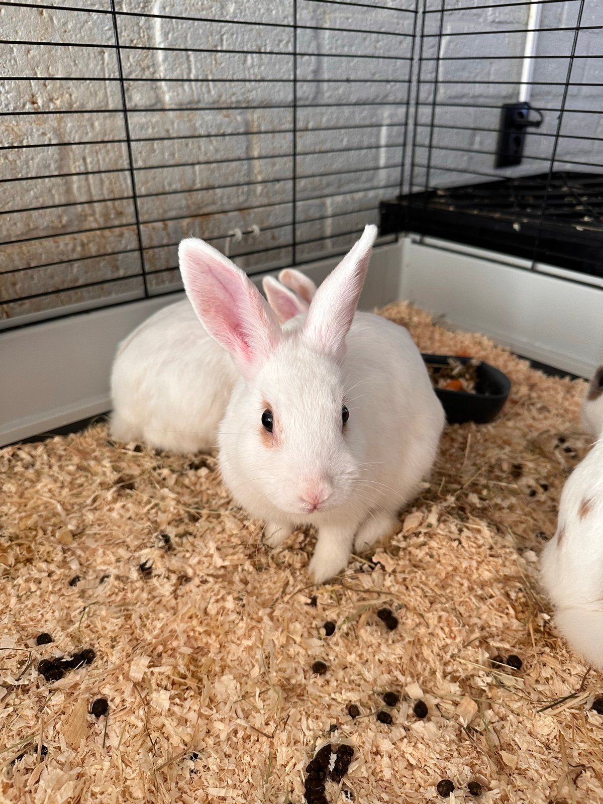 Liefdevol thuis gezocht voor 5 jonge konijnen, Dieren en Toebehoren, Konijnen, Meerdere dieren, Dwerg