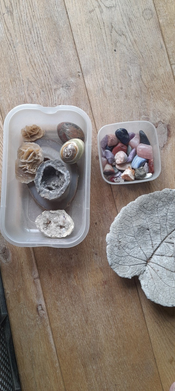 Diverse verzameling mineralen, schelpen en fossielen, Verzamelen, Mineralen en Fossielen, Ophalen, Fossiel