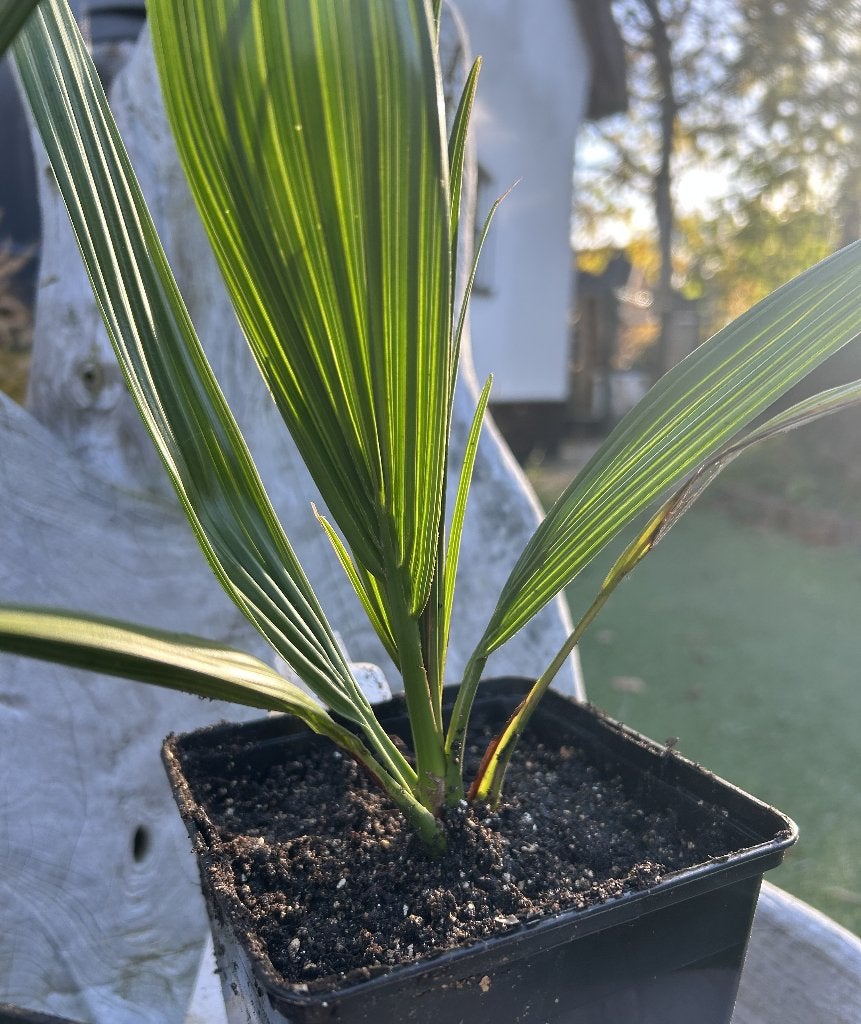 Phoenix canariensis – Canarische dadelpalm, Bio, Minder dan 100 cm, Zomer, Palmboom, Ophalen