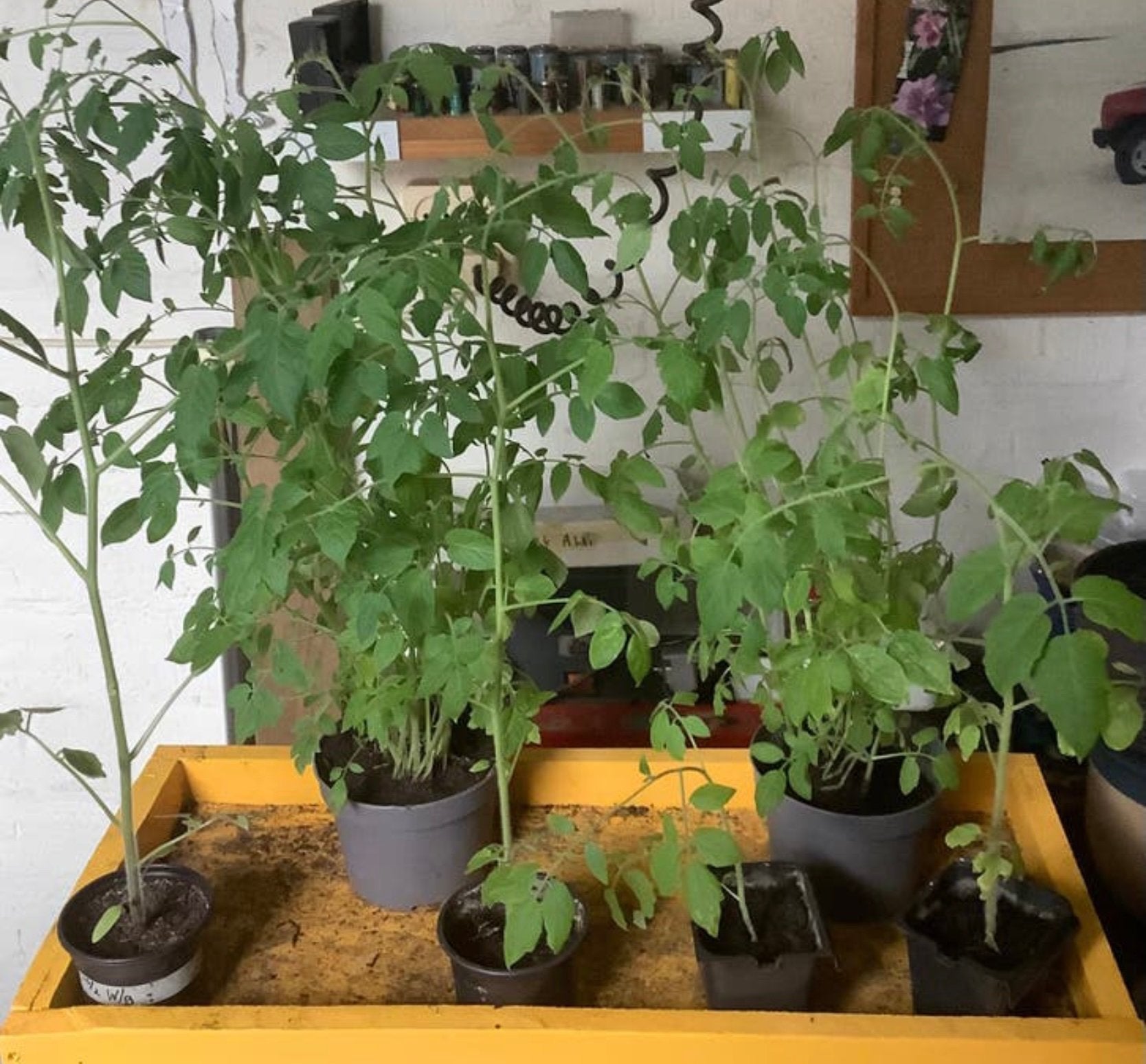 Grote snoeptomaten planten, Ophalen, Overige soorten, Volle zon