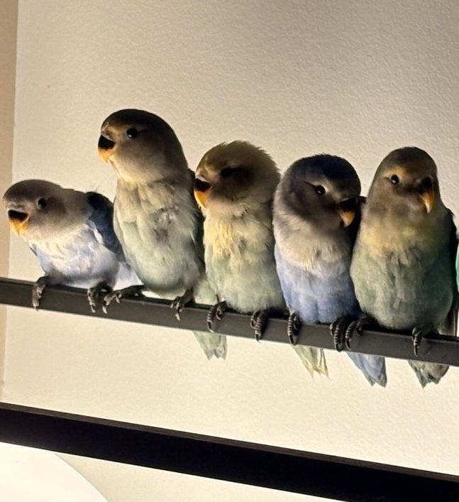 5 Agapornissen te koop, Meerdere dieren, Dwergpapegaai of Agapornis