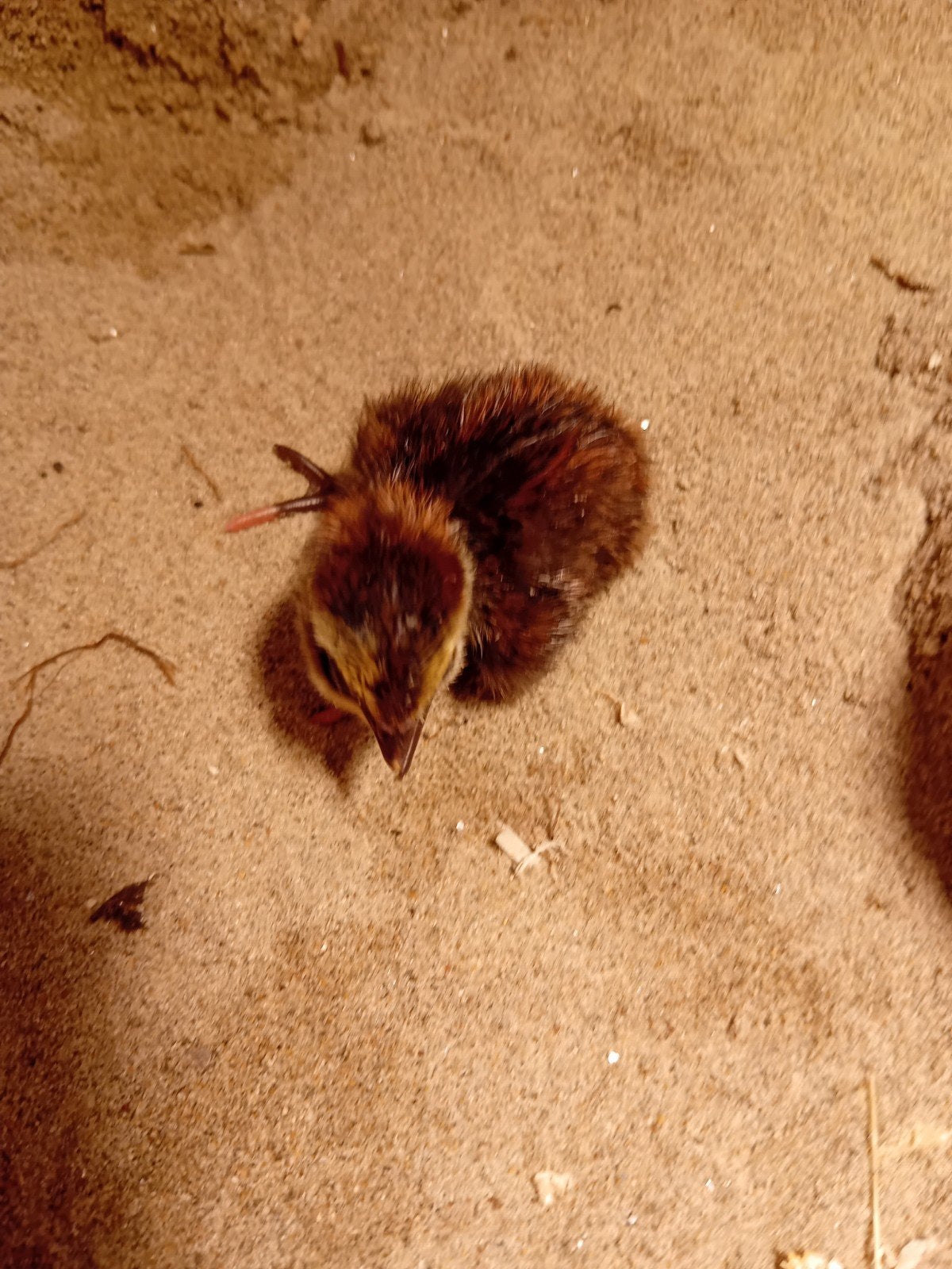 kuikens Japanse kwartel, Dieren en Toebehoren, Geslacht onbekend