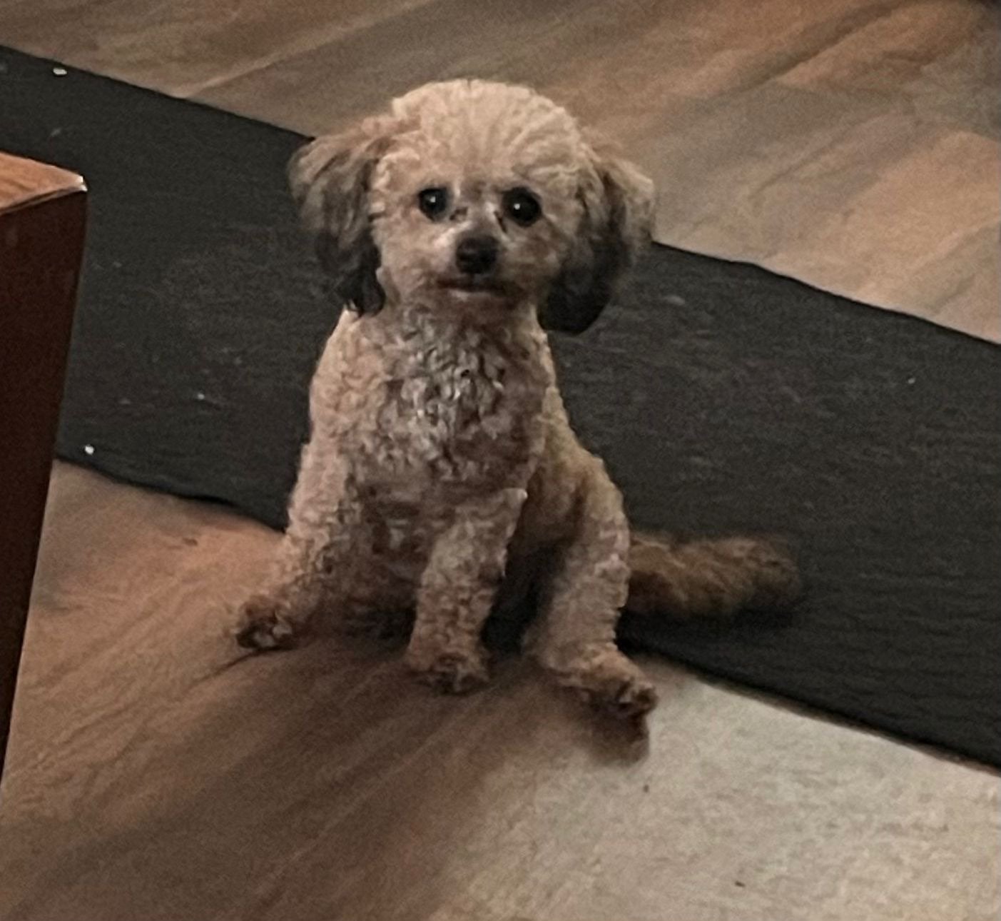 Mooie sable toypoedel, Poedel, 1 tot 2 jaar, Teef, Parvo