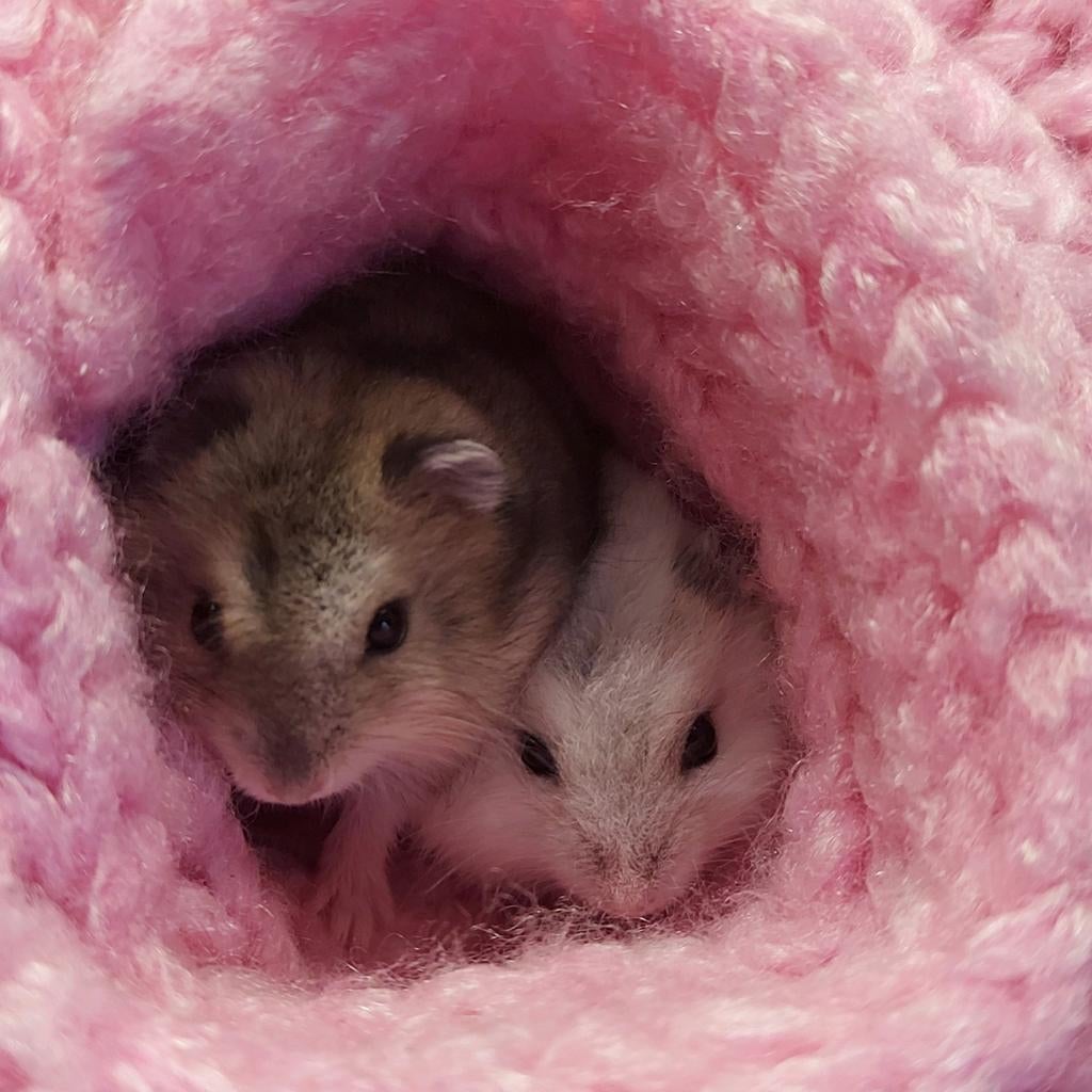 Dwarf Hamsters Baby, Hamster, April, Meerdere dieren, Tam