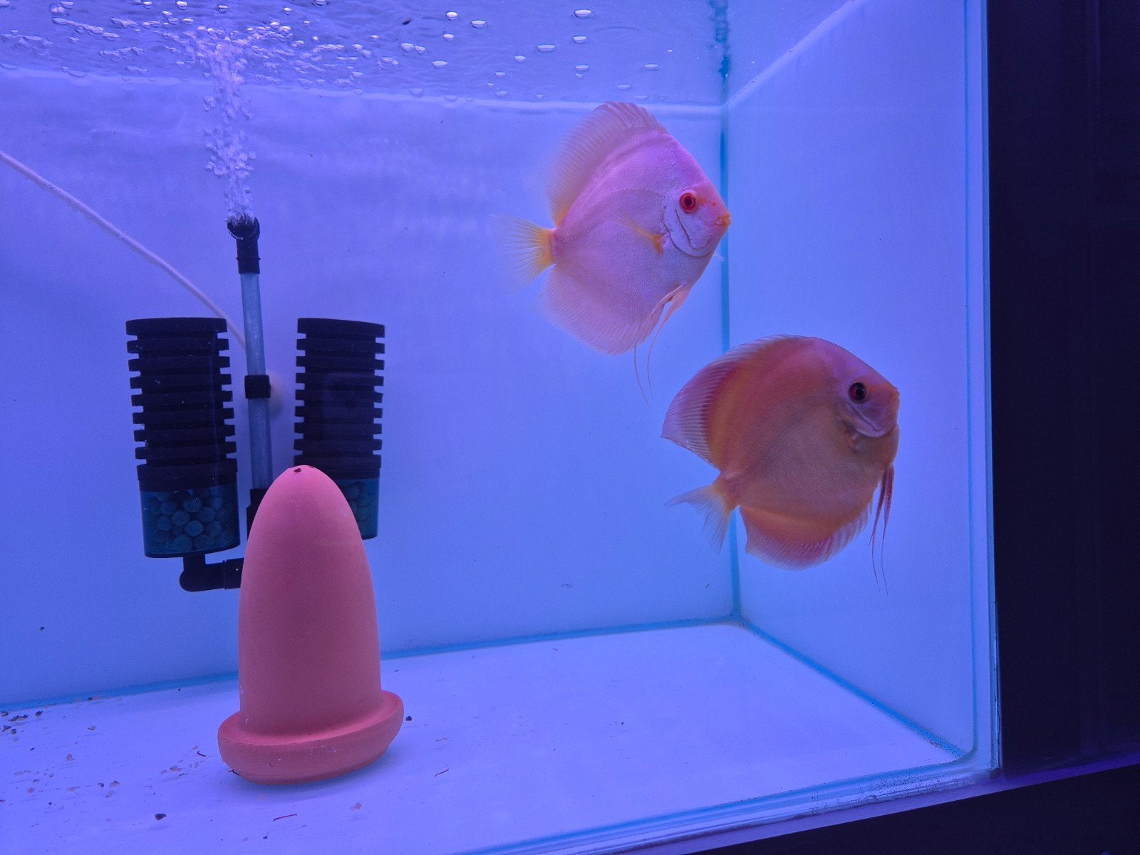 Discusvissen, Dieren en Toebehoren, Vis