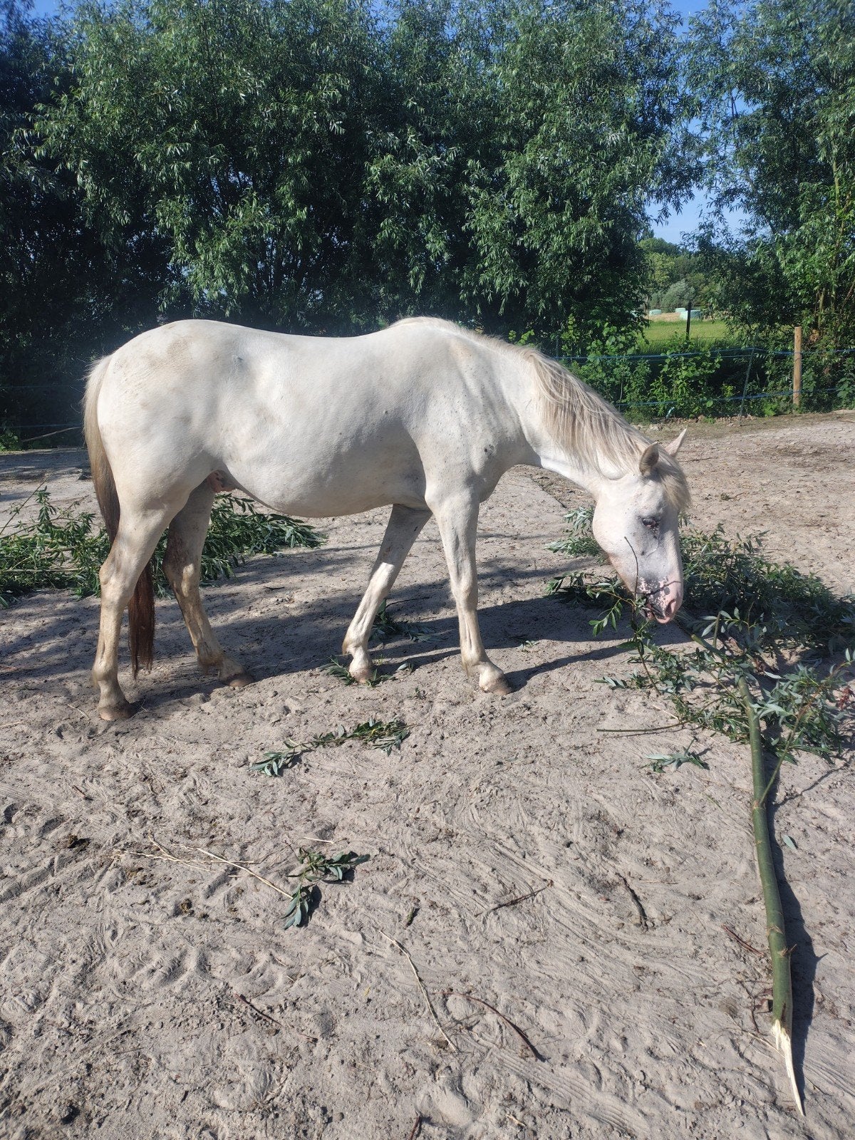 Lieve few spot welsh new forest ruin d pony 4 jaar, Dieren en Toebehoren, Paarden, Ruin, Zadelmak, Recreatiepaard, 3 tot 6 jaar