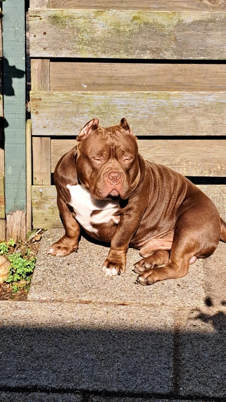 Pocketbully Showline 2.0 dekreu Prachtig karakter, Reu, 1 tot 2 jaar, Eén hond, Nederland