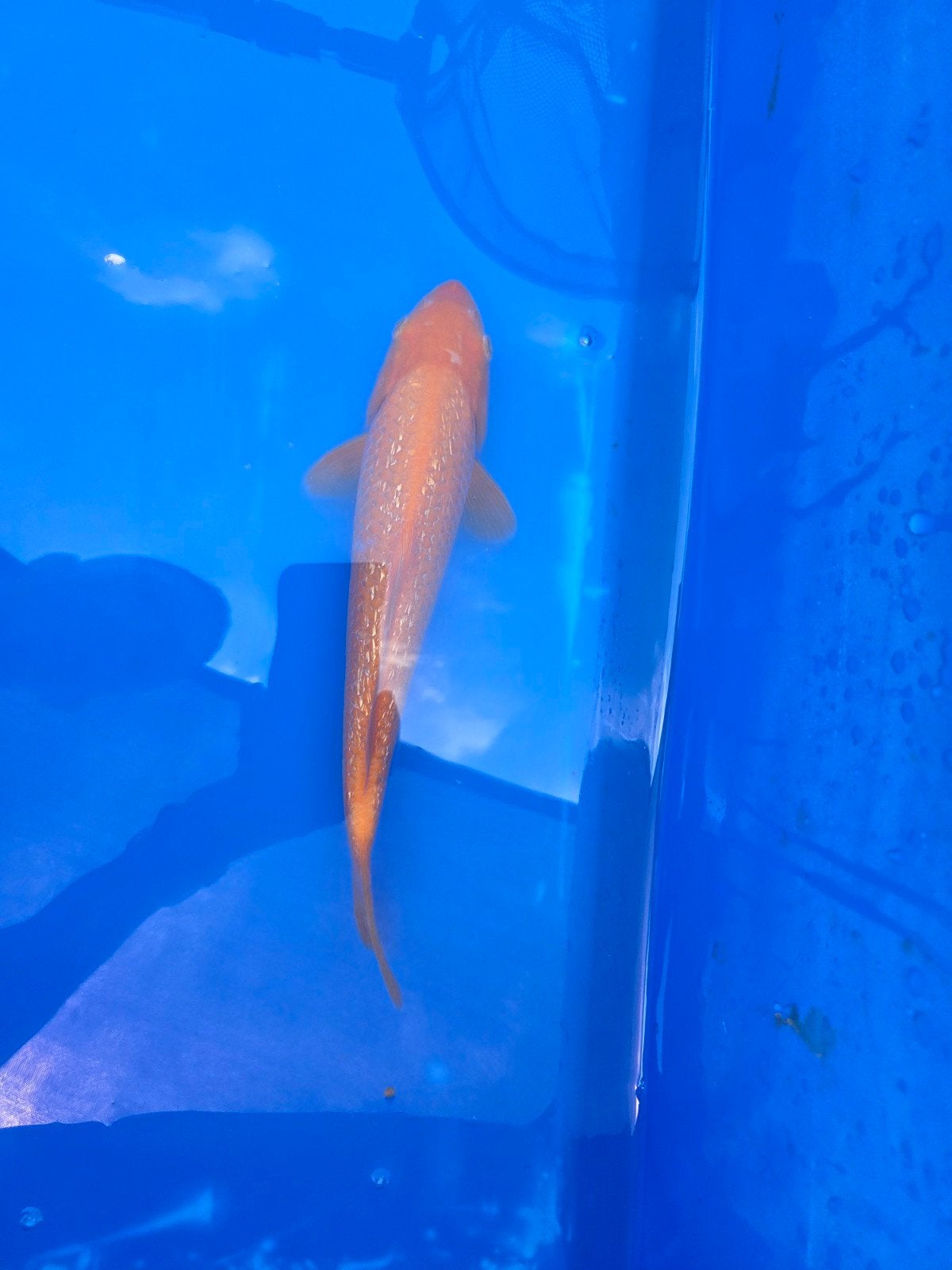 ginrin benigoi koi karper 27cm, Dieren en Toebehoren, Karper of Koi