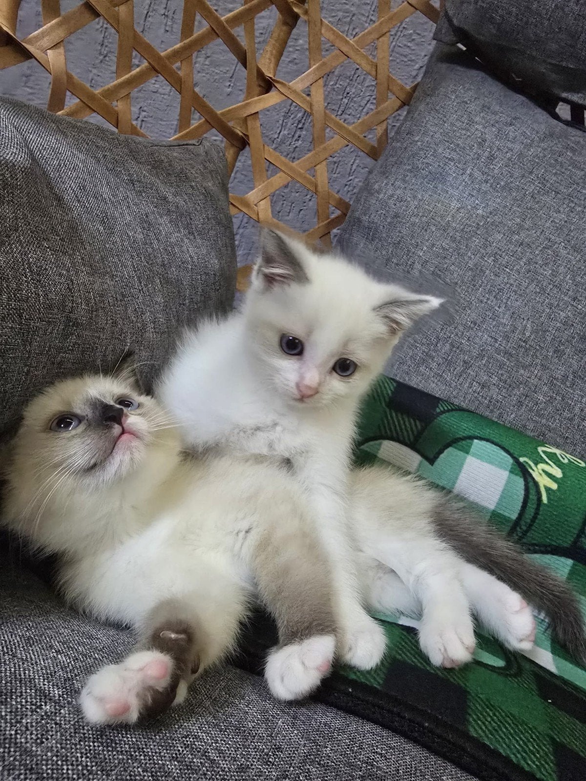 Prachtige Ragdoll kittens te koop, Dieren en Toebehoren, Katten en Kittens | Overige Katten, Meerdere dieren, 0 tot 2 jaar