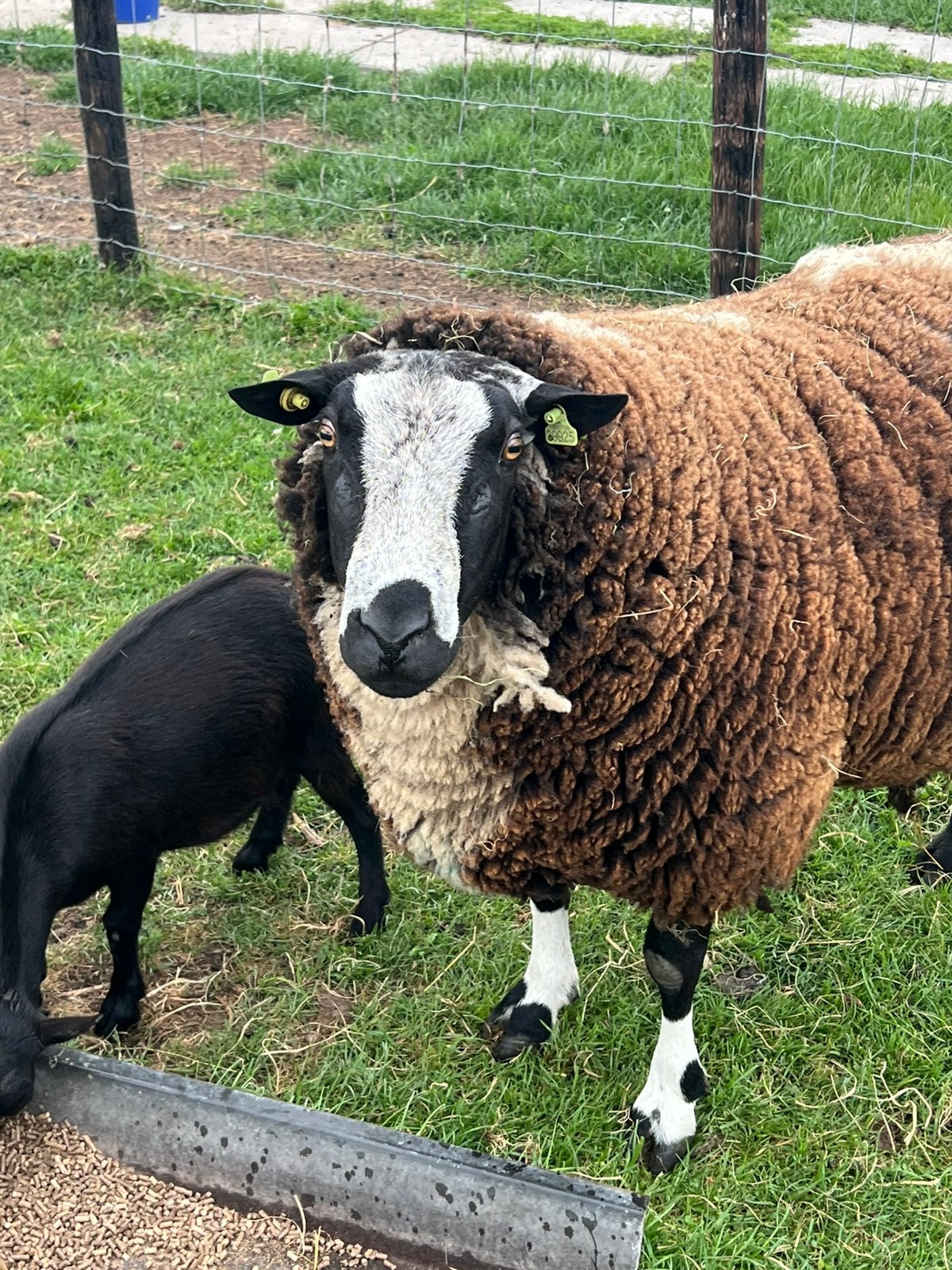 Super mooie bonte dekram, Dieren en Toebehoren, Schapen, Geiten en Varkens, Mannelijk, Schaap