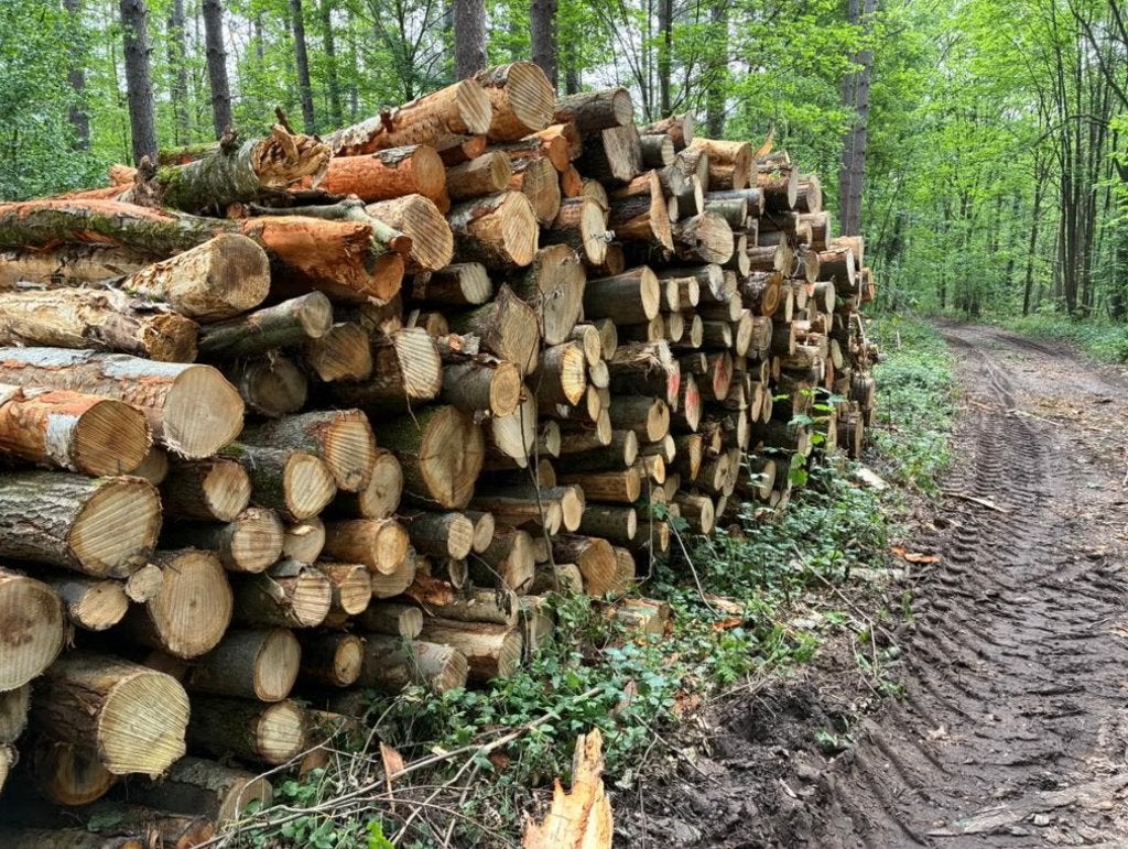 Mede-aankoper gezocht - Deelvracht boomstammen - Kruiningen, 6 m³ of meer, Verzenden, Overige houtsoorten, Stammen