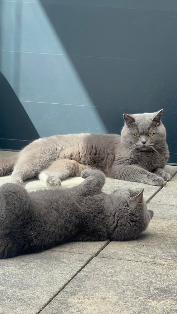 Dekkatter (niet te koop), Dieren en Toebehoren, Katten en Kittens | Dekkaters