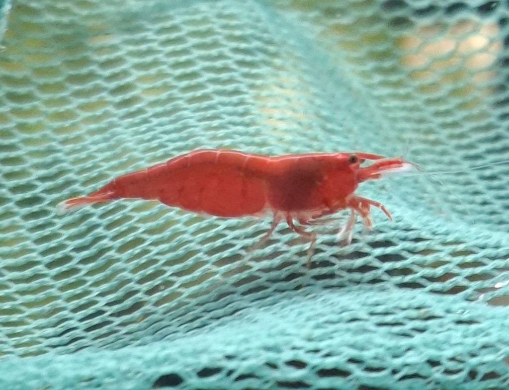 10 x Rode Neocaridina Garnalen - Aquarium, Vissen, Dieren en Toebehoren, Vissen | Aquaria en Toebehoren, Ophalen of Verzenden