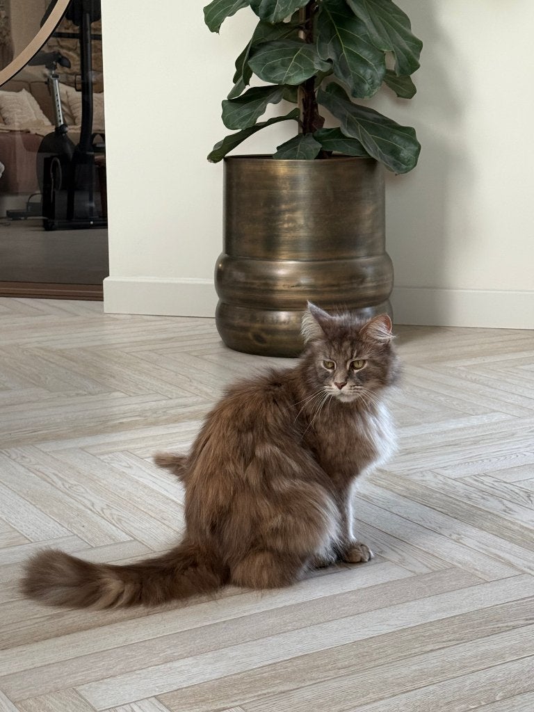 2 hele lieve Maine Coon katten te koop., Poes, Met stamboom, 3 tot 5 jaar