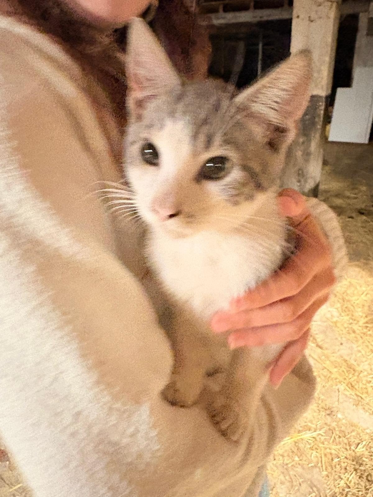 boerderij kittens te koop!, Meerdere dieren, 0 tot 2 jaar