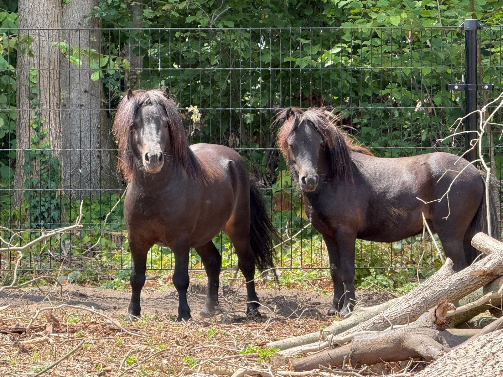 Mooie shetlander hengstjes., Dieren en Toebehoren, Paarden en Pony's | Dekhengsten en Fokmerries, Hengst