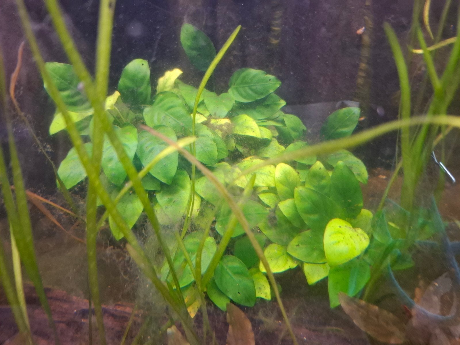 gratis: 2 botia's, 2 vuurtetra's en waterplanten, Ophalen, Inclusief vissen, Gebruikt, Plant(en), Steen of Hout