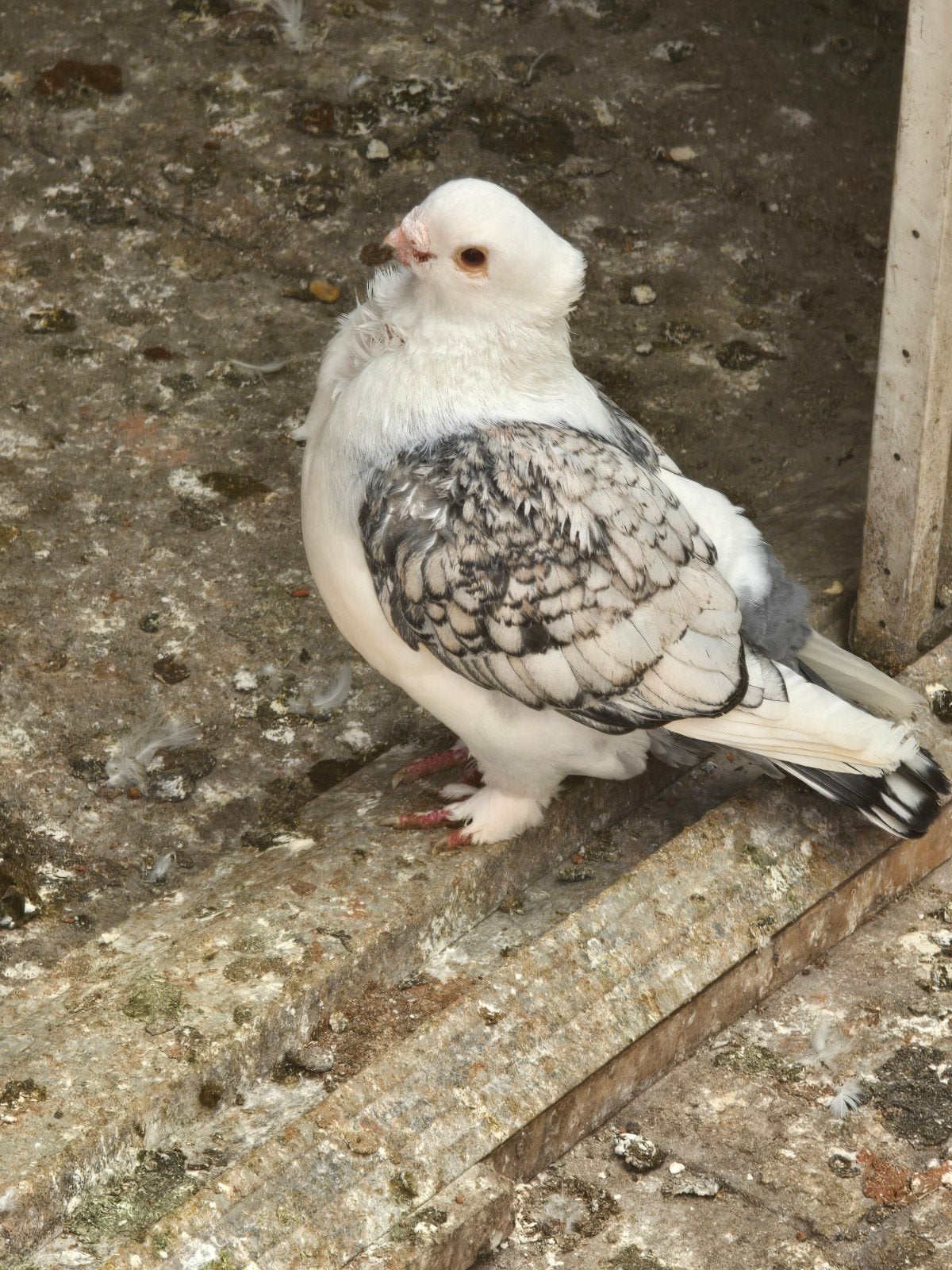 Ik heb deze vogel gisteren kwijtgeraakt, Mannelijk