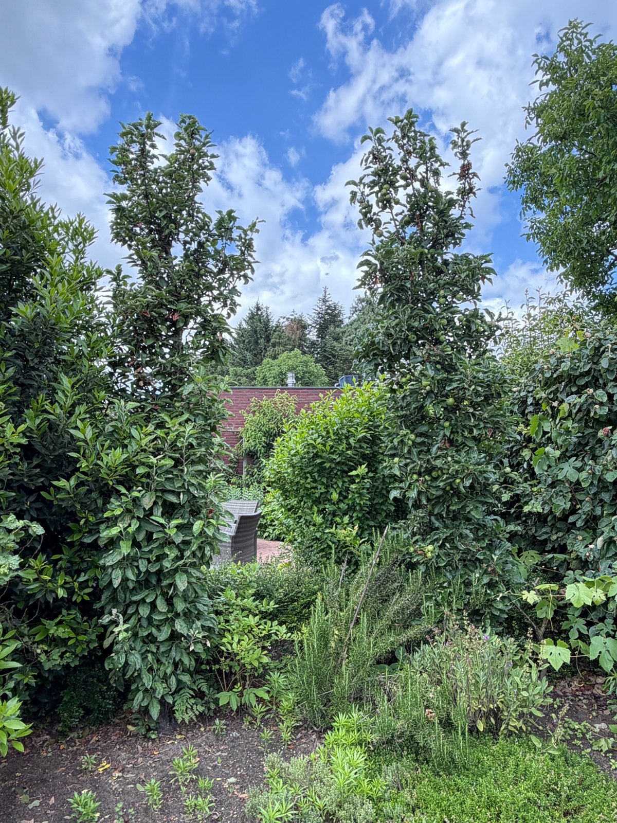 2x appelboom/appelbomen van 3,5 meter hoog, Tuin en Terras, Planten | Bomen, Ophalen, Halfschaduw, Overige soorten, Lente