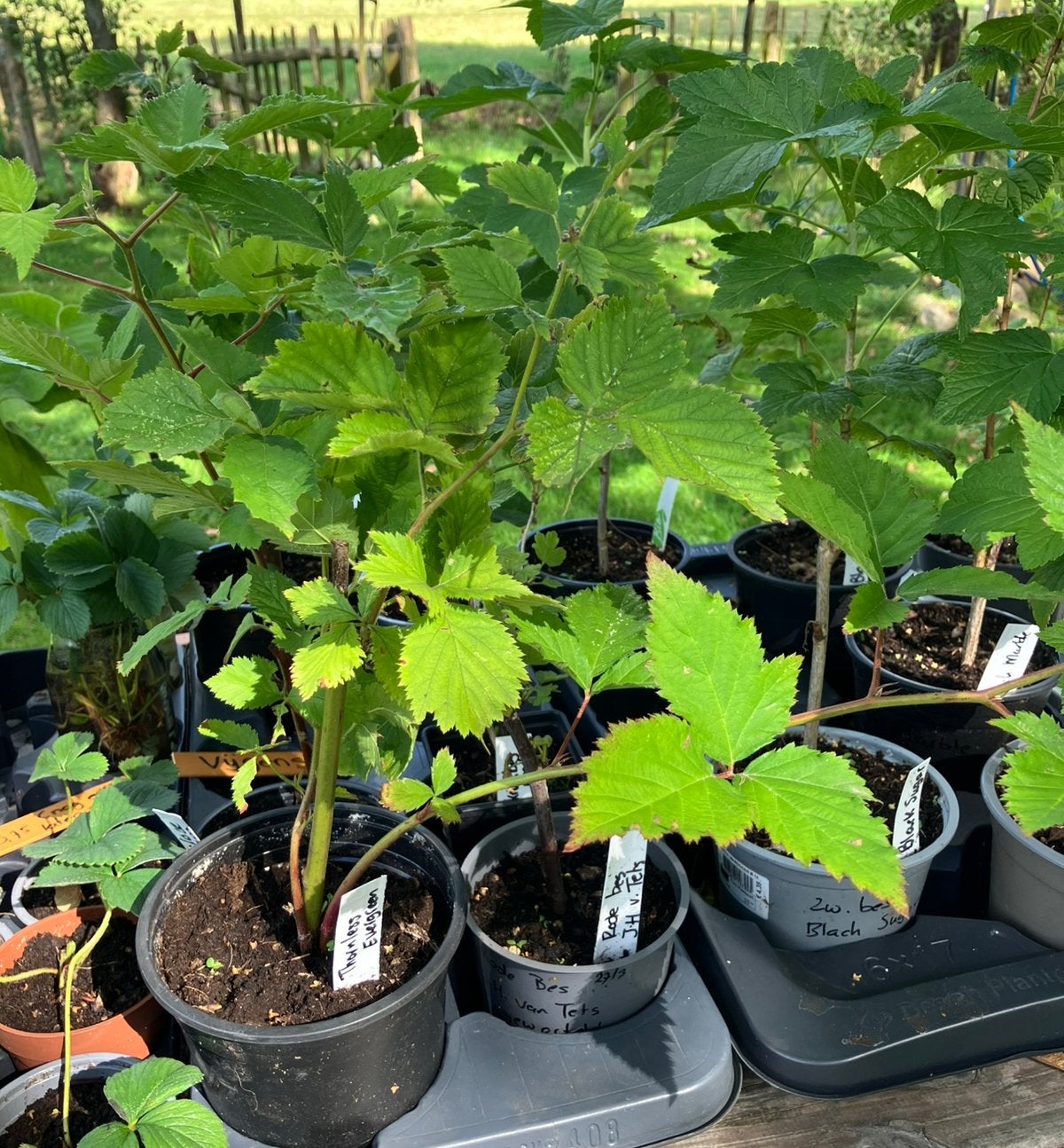 Doornloze braam thornles evergreen BIOLOGISCH, Ophalen, Vaste plant, Fruitplanten, Volle zon
