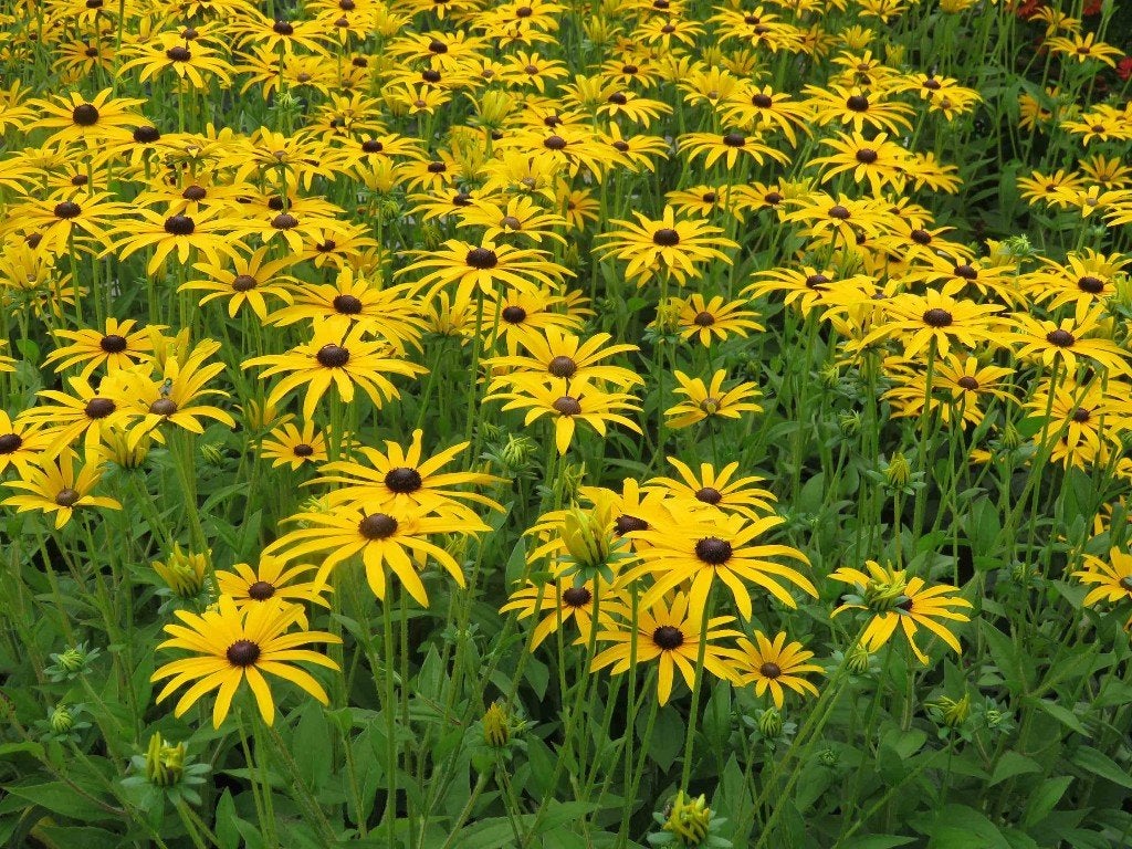 Vaste plant : Rudbeckia ''Goldsturm'' 2 euro, Volle zon, Vaste plant, Zomer, Ophalen