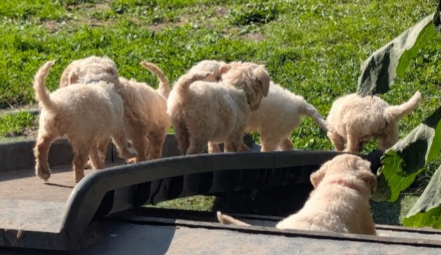 Mooie Labradoodle pups  zoeken baasje; vaccinatie gechipt, CDV (hondenziekte), 8 tot 15 weken, Meerdere, Meerdere dieren