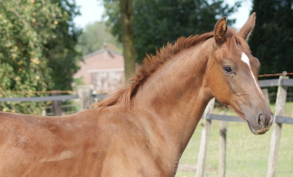 mooi vos merrieveulen met veel uitstraling, Dieren en Toebehoren, Merrie, Minder dan 160 cm, Met stamboom, Dressuurpaard