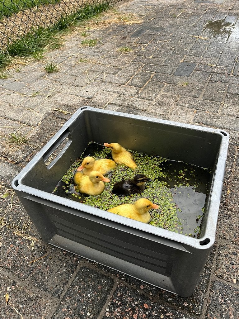 Loopeendjes, Geslacht onbekend
