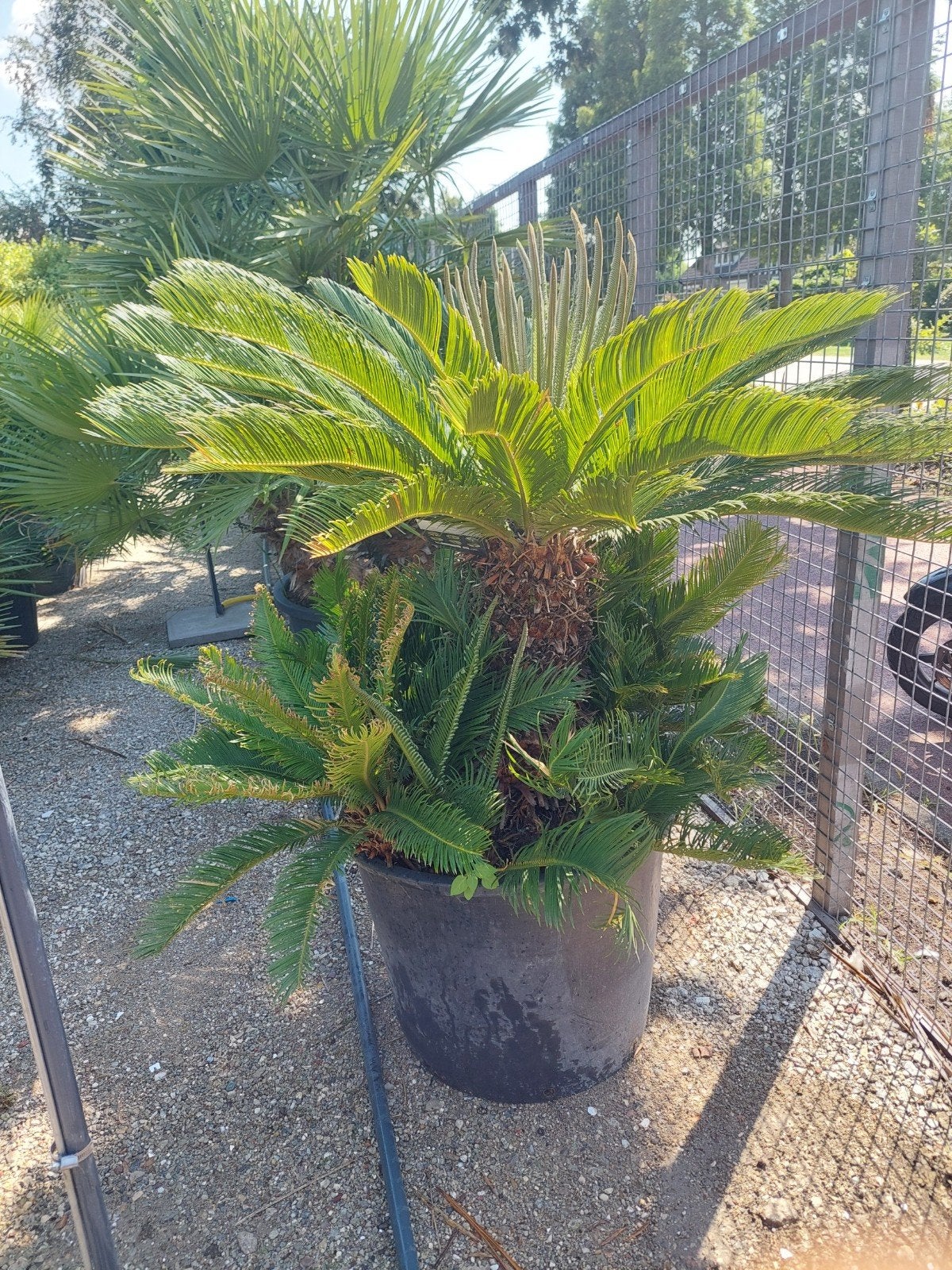 cycas revoluta vredespalm palm terras, 100 tot 250 cm, Zomer, Palmboom, Ophalen