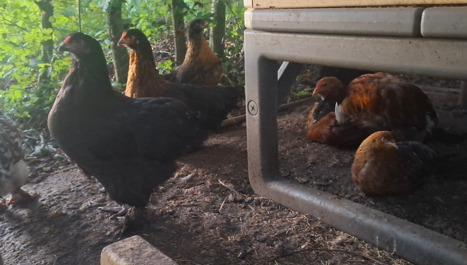 kuiken brahma X orpington, Dieren en Toebehoren, Geslacht onbekend, Kip