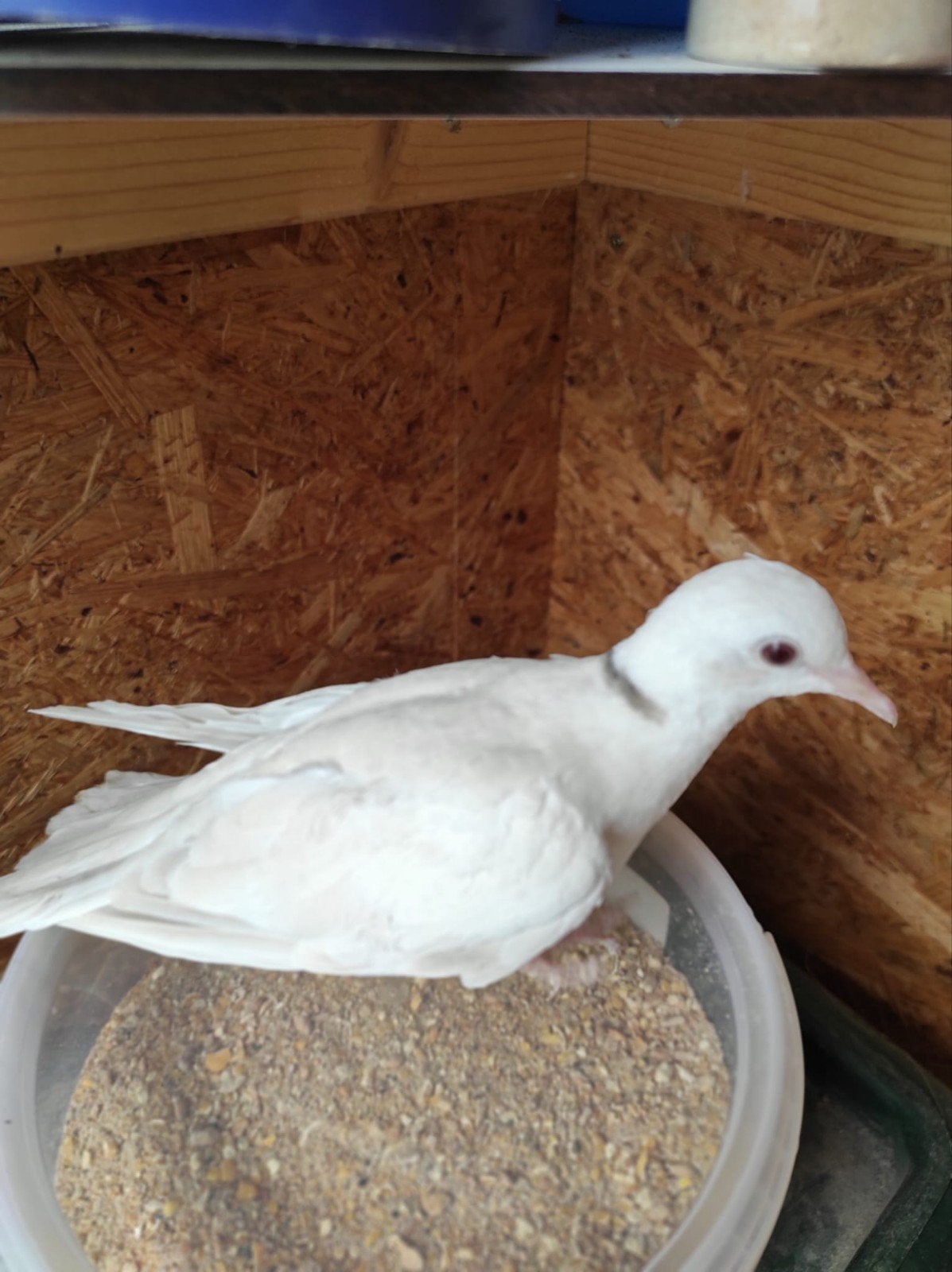 4 lachduiven tortelduiven, Meerdere dieren, Postduif