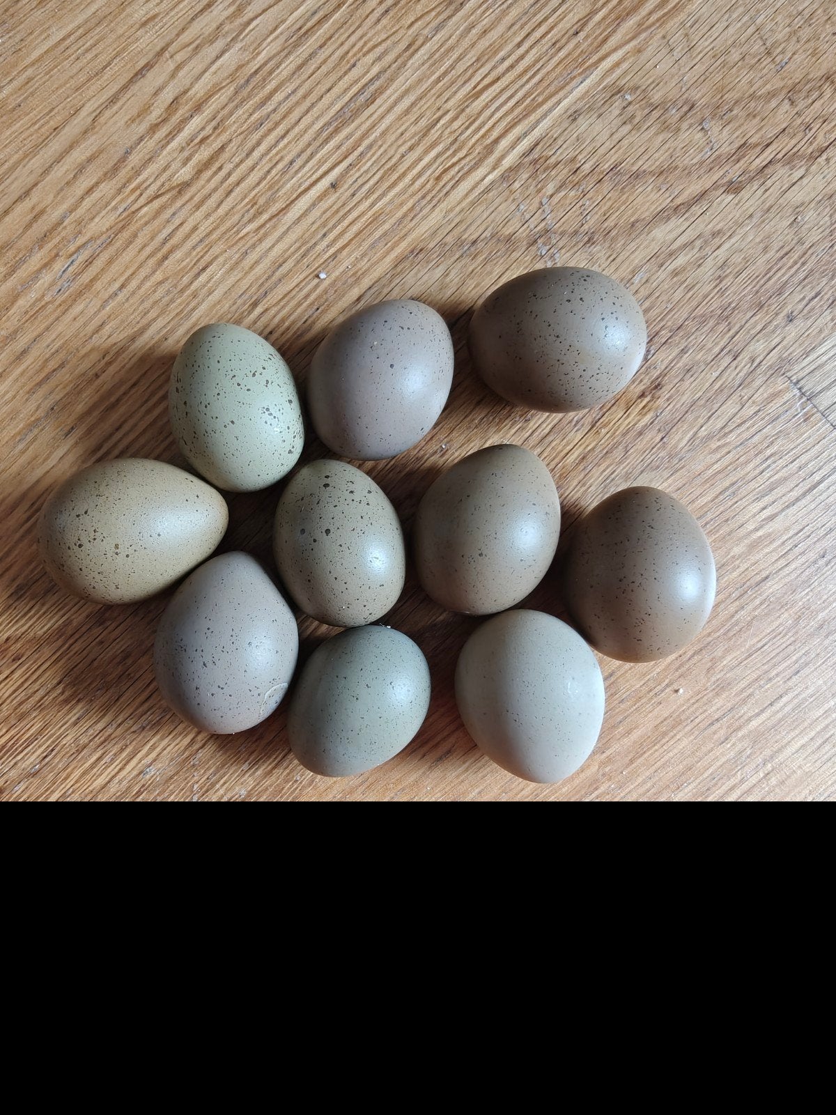 Bevruchte Chinese kwartel eieren, Dieren en Toebehoren, Pluimvee | Toebehoren, Ophalen, Nieuw, Broedmachine