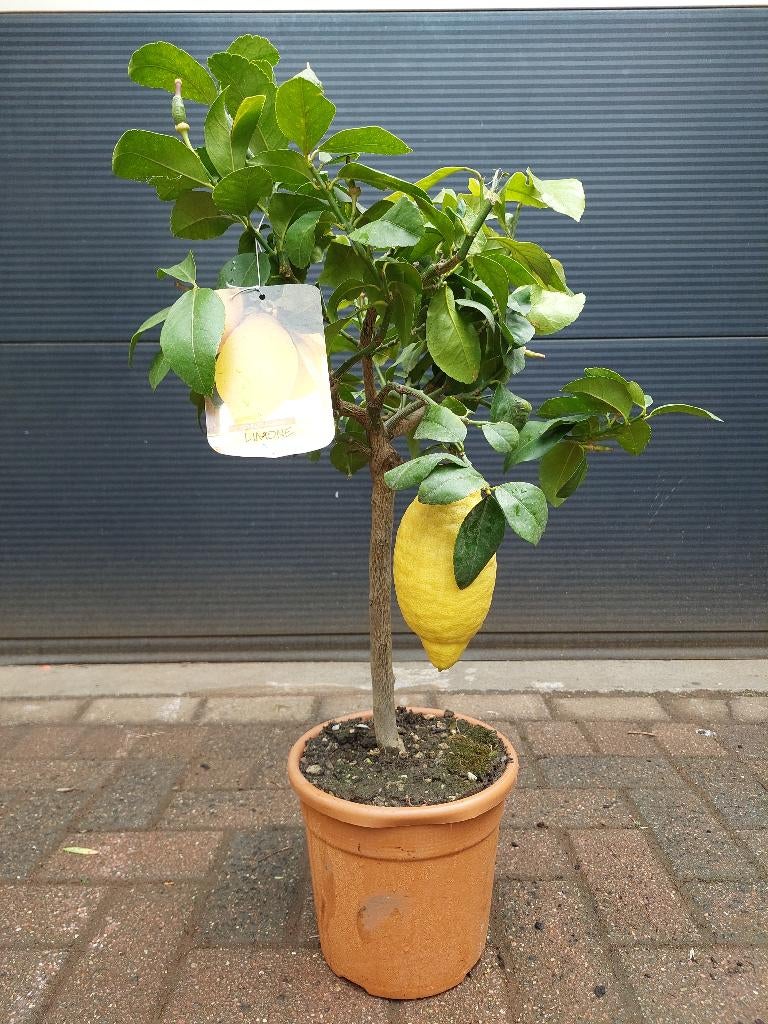 Citrus Lemon / Citrus Limon - Citroenboom H: 80 cm., Ophalen, Minder dan 100 cm, Volle zon, Citroenboom