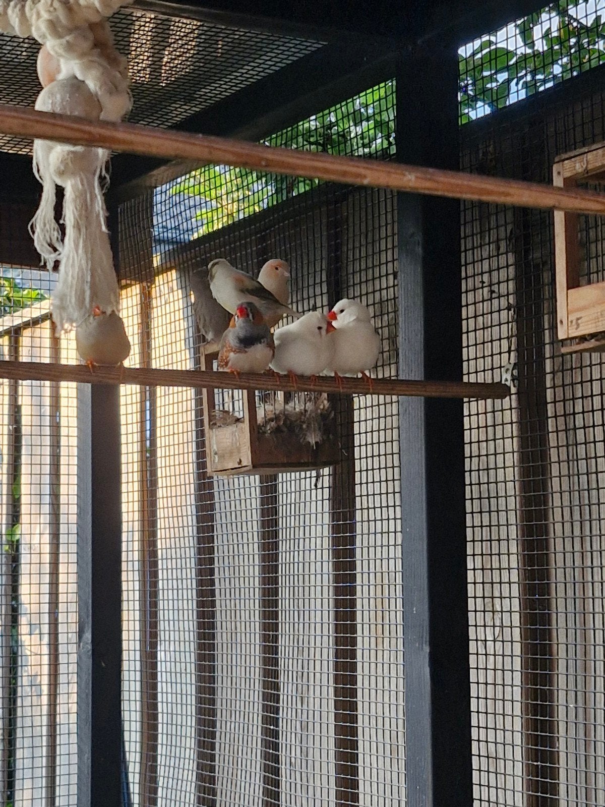 Te koop meerdere zebravinken zowel poppen als mannen, Meerdere dieren, Tropenvogel