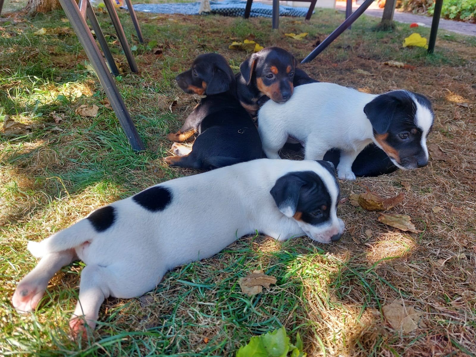 Mooie, lieve Jack Russell pups, Jack Russell Terriër, 8 tot 15 weken, Meerdere, Meerdere dieren