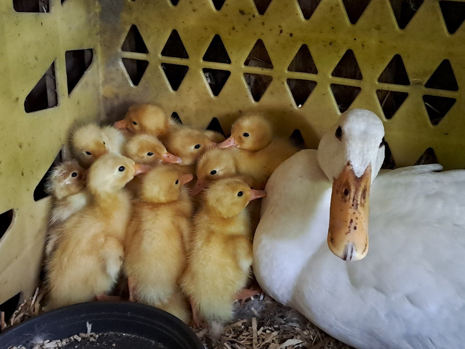 Kuikentjes Indische witte loopeend, Geslacht onbekend, Eend