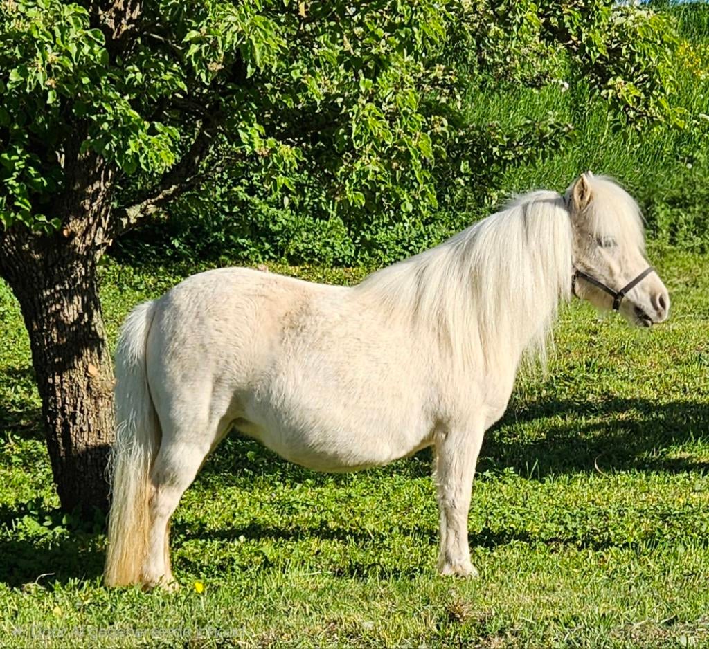 Super gave shetlandpony merrie te koop, Merrie, Met stamboom, 11 jaar of ouder