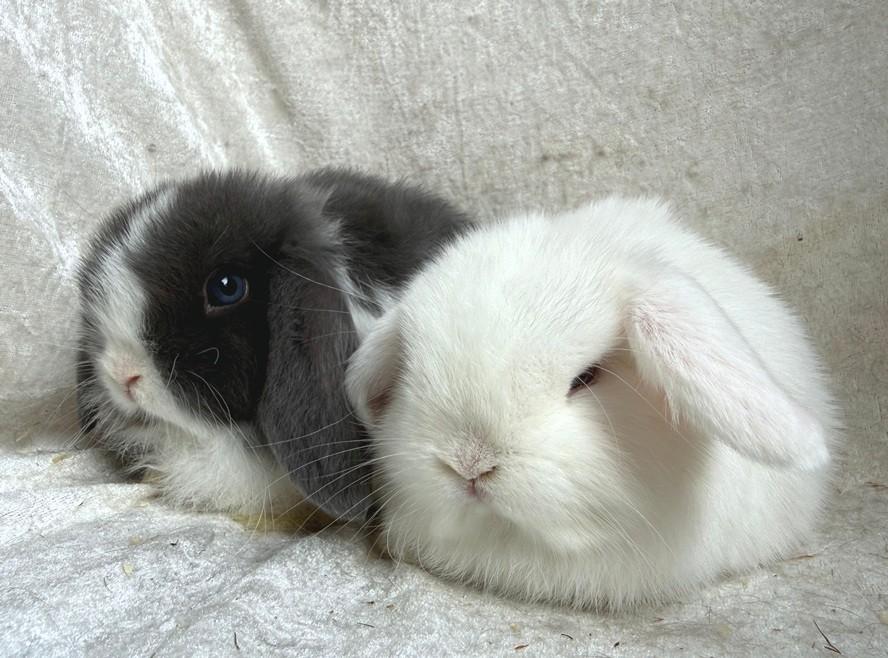 Geweldig mooi zeer lief handtam koppeltje Minilop konijntjes, Dieren en Toebehoren, Konijnen, Meerdere dieren, Klein, Hangoor