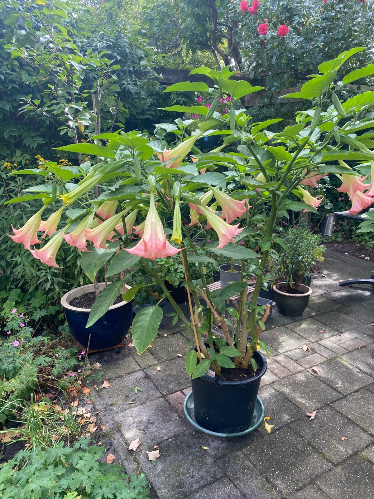 4x trompetplant - ongeveer 150 cm hoog, Ophalen, Overige soorten, Struik, 100 tot 250 cm